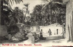 Vintage Postcard Palm trees Palm tree Oliver and Co Dates nutmegs Marseilles Oasis of palm trees - date palms