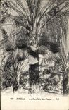 Vintage Postcard Palm trees Biskra Palm tree the gathering of dates