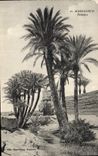 Vintage Postcard Palm trees Marrakech Palm tree