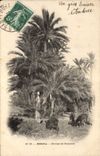 Vintage Postcard Biskra Groups Palm trees Palm tree
