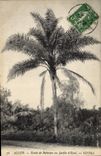 Vintage Postcard Palm trees Palm tree Algiers Study of palm trees to the garden of test