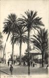 Vintage Postcard Hyeres Places Palm trees Palm tree