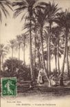Vintage Postcard Biskra Study of Palm trees Palm tree