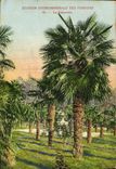 Vintage Postcard Palm trees Palm tree mineral-water Station of the Manurings palm plantation