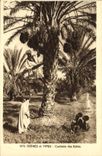 Vintage Postcard Palm trees Palm tree Gathering of the dates Children