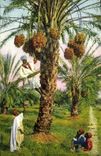 Vintage Postcard Palm trees - date palms the gathering Palm tree