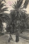Vintage Postcard Palm trees Palm tree Saharan Landscapes In the oasis