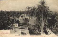 Vintage Postcard Palm trees Palm tree Algeria a palm plantation around Touggourt
