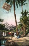 Vintage Postcard Palm trees Palm tree Way in the palm plantation
