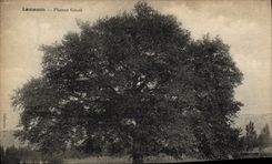 Vintage Postcard Tree Lamanon giant Plane tree