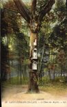 Vintage Postcard German Holy Tree in Bush hammer the oak of the English