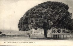 Vintage Postcard Tree Juan Pines the large umbrella pine
