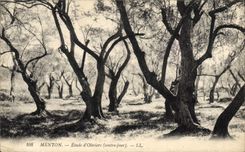 Vintage Postcard Tree Chin Study of olive-trees Against day
