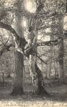 Vintage Postcard Tree Drill of Fontainebleau the oak charne