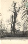 Vintage Postcard Tree Dijon Garden of the Arquebus the black Poplar