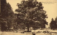 Vintage Postcard Arbre St Honours the Baths the large oak with the park