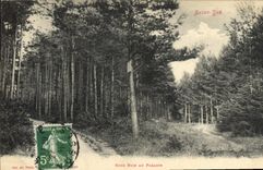 Vintage Postcard Tree Under wood with the Holy paradise Die