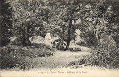 Vintage Postcard Tree Holy the Interior Balsam of the drill