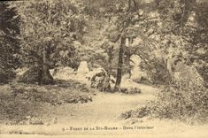 Vintage Postcard Tree Drill of Holy the Balsam In the interior