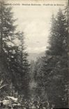 Vintage Postcard Arbre Peira Undermined estival Station Foret of Meiris