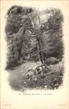 Vintage Postcard Tree Holy Balsam the drill