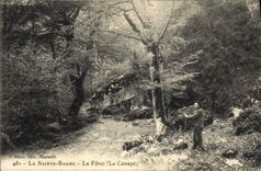 Vintage Postcard Tree Holy the Balsam the drill the settee