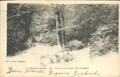 Vintage Postcard Tree Holy the Balsam In the drill the settee