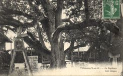Vintage Postcard Villennes Tree Sophora