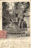 Vintage Postcard Tree Yvetot Vaults of the large oak of Allouville