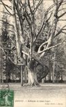 Vintage Postcard Tree Bernay Robinson de Saint Light