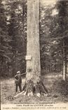 Vintage Postcard Tree Drill of Doubs Lever the fir tree President