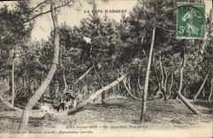 Vintage Postcard Soulac Tree on Sea Under wood twisted Pines