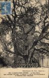 Vintage Postcard Tree Allouville Bellefosse the large oak