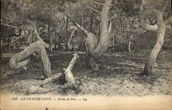 Vintage Postcard Tree the Great Dimension Study of pines