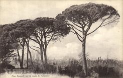 Vintage Postcard Holy Tree Raphael Umbrella pines on the road of Valescure