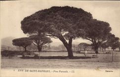Vintage Postcard Tree Surroundings of Saint Raphael Umbrella pines