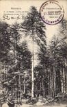 Vintage Postcard Tree France Count the President