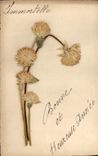 Vintage Postcard Brodee Fantasy Flowers sechees