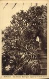 Various Vintage Postcards Monaco exotic Gardens Opuntia and aloes