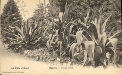 Vintage Postcard Hyeres Groups aloe
