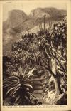 Vintage Postcard Monaco exotic gardens various Aloes and opuntia