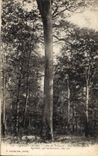 Vintage Postcard Tree Cerilly Drill of Troncais giant trees Apollo
