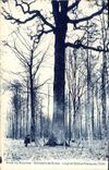 Vintage Postcard Tree Drill of Nouvion Domain de Guise the large oak François