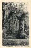 Vintage Postcard Tree the Holy Balsam the large oak