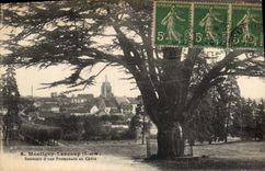 Vintage Postcard Tree Montigny Leloup Memory of a walk to the cedar