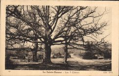 Vintage Postcard Tree Holy the Balsam 3 oaks