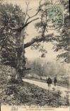 Vintage Postcard Tree Drill of Fontainebleau Sully Throats of Apremont