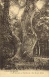 Vintage Postcard Tree Drill of the co. Balsam the large oak