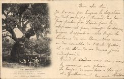 Vintage Postcard Tree Boulou Traboucaires Oak