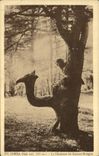 Vintage Postcard Chrea Tree the camel of the Bresson public garden